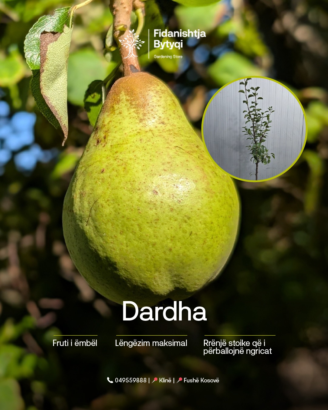 Cila nga këtë katër fruta është e preferuara e familjes – Fidanishtja Bytyqi (3)