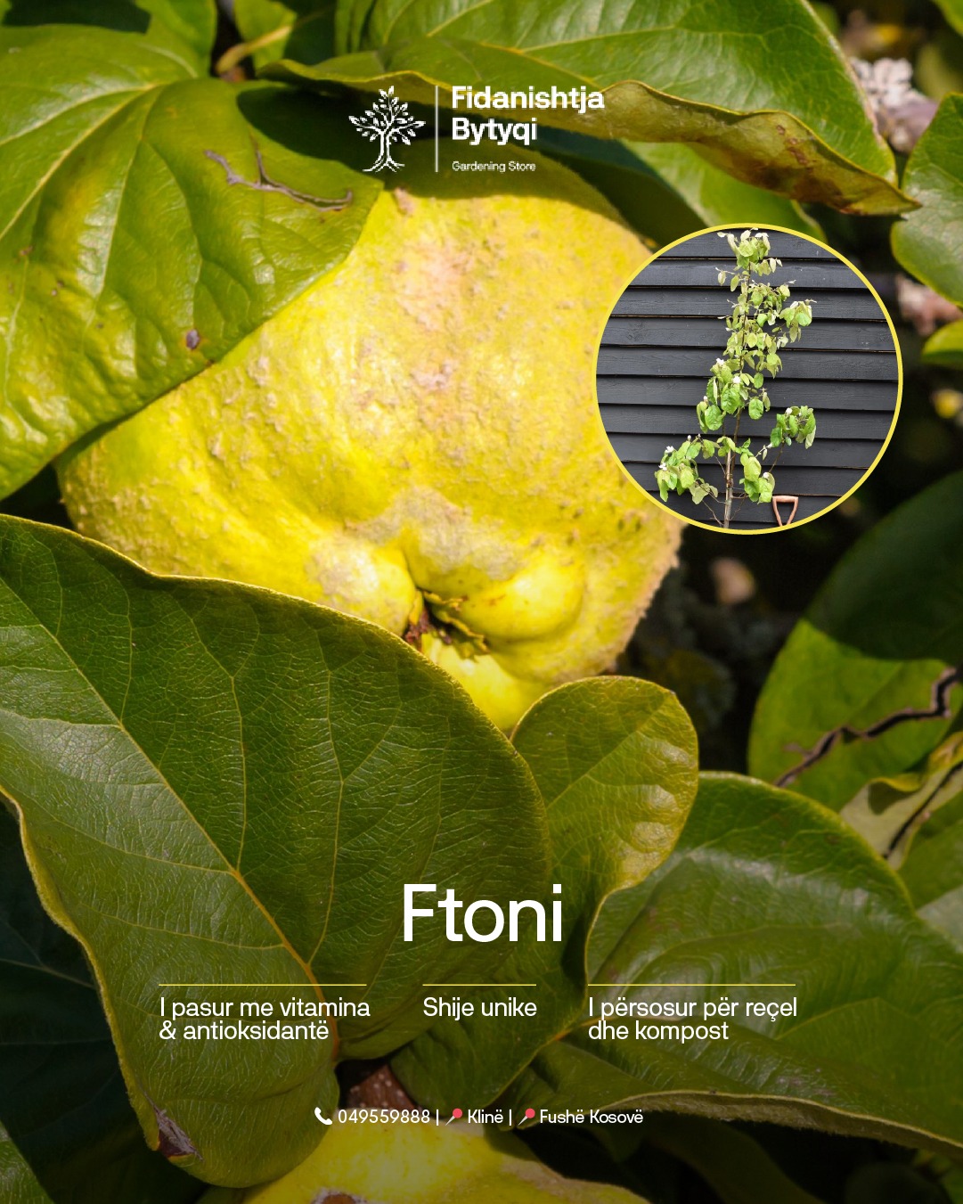 Cila nga këtë katër fruta është e preferuara e familjes – Fidanishtja Bytyqi (4)
