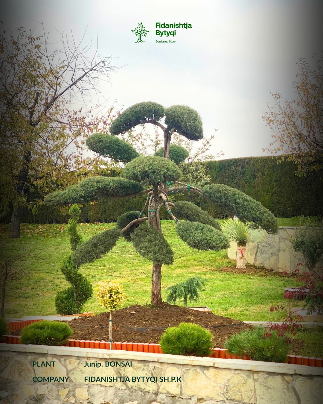 Bonsai – Elegancë dhe veçanti në çdo hapësirë