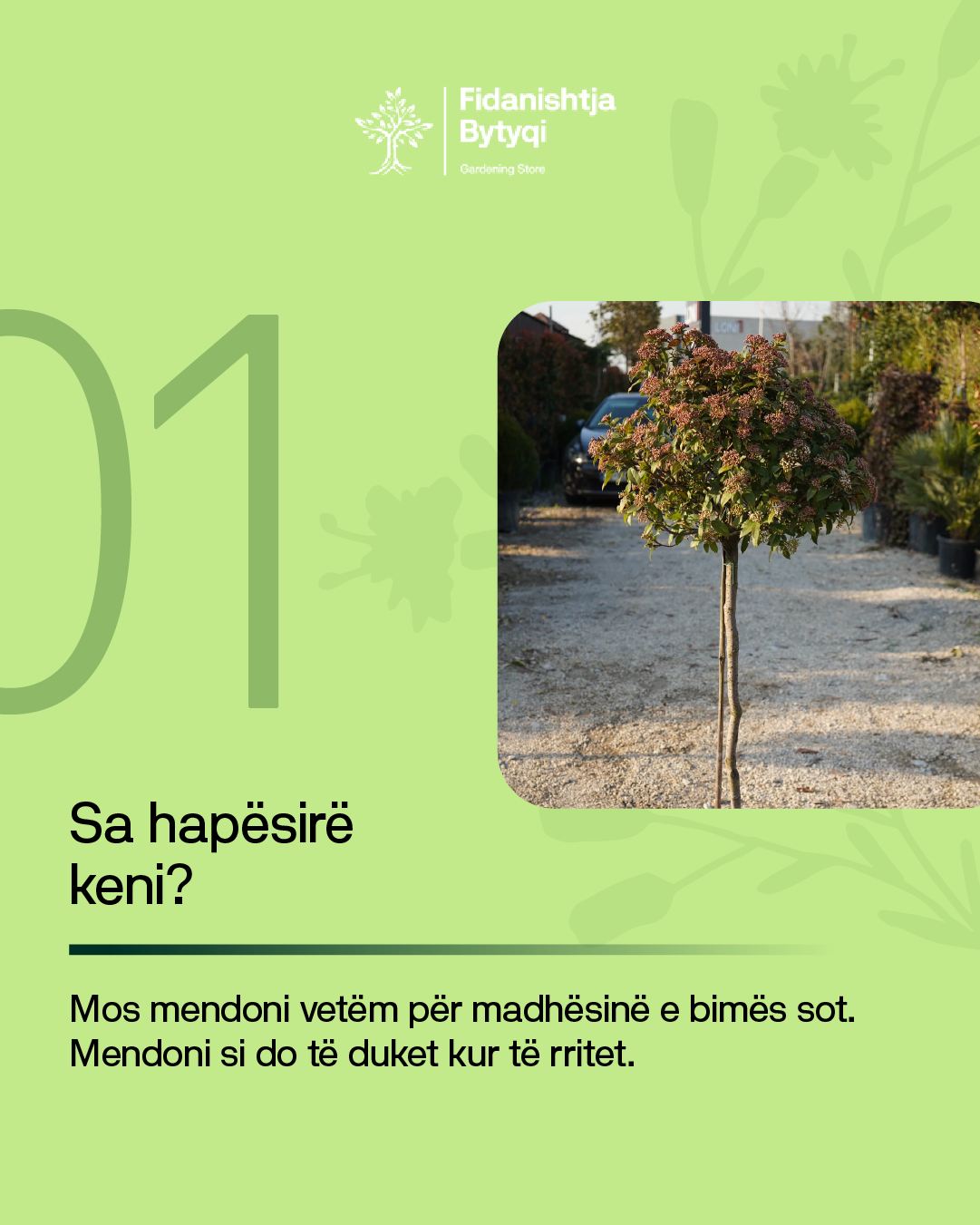 Kopshti i bukur fillon me zgjedhjen e duhur të bimëve! – Fidanishtja Bytyqi (2)