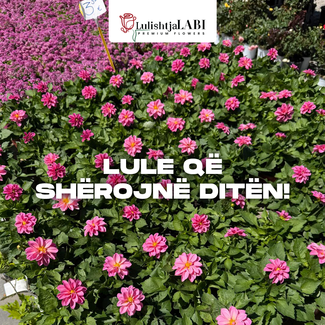 Lule që shërojnë ditën!