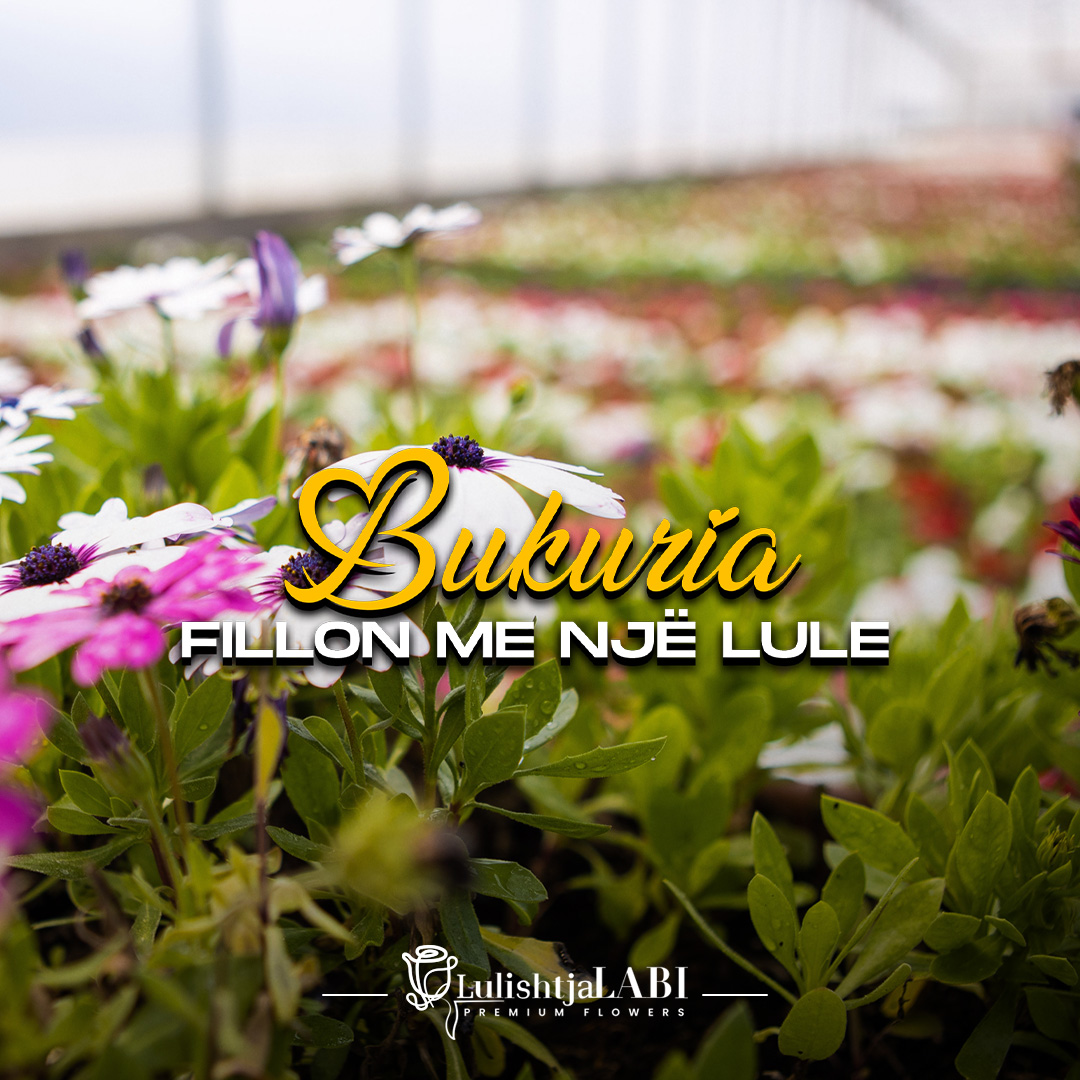 Bukuria fillon me një lule!