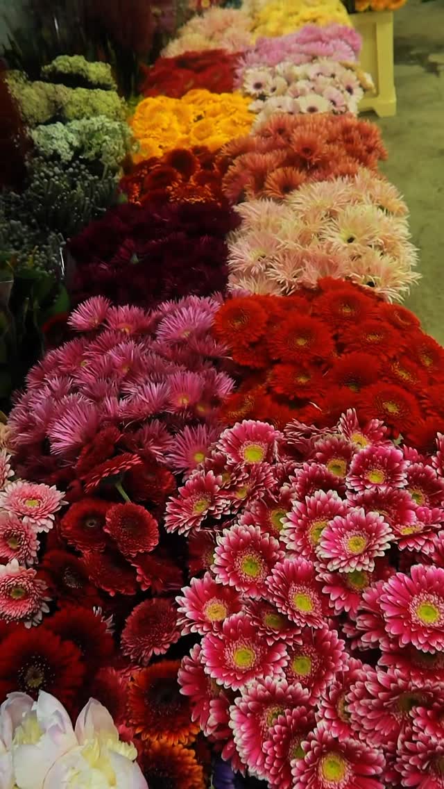 Gerbera – Lulishtja Buna
