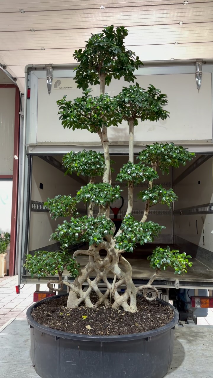Bonsai