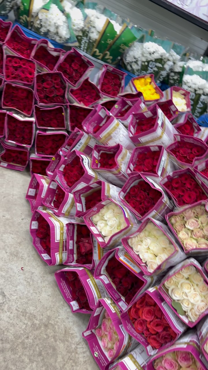 Ecuador Roses