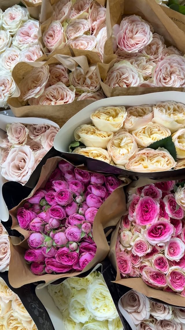 Spray Roses – Lulishtja Buna