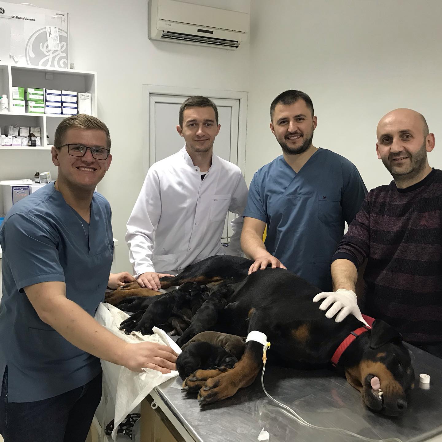 Lindje me prerje cezariane tek bushtra. – Klinika Veterinare 'Pet Care'