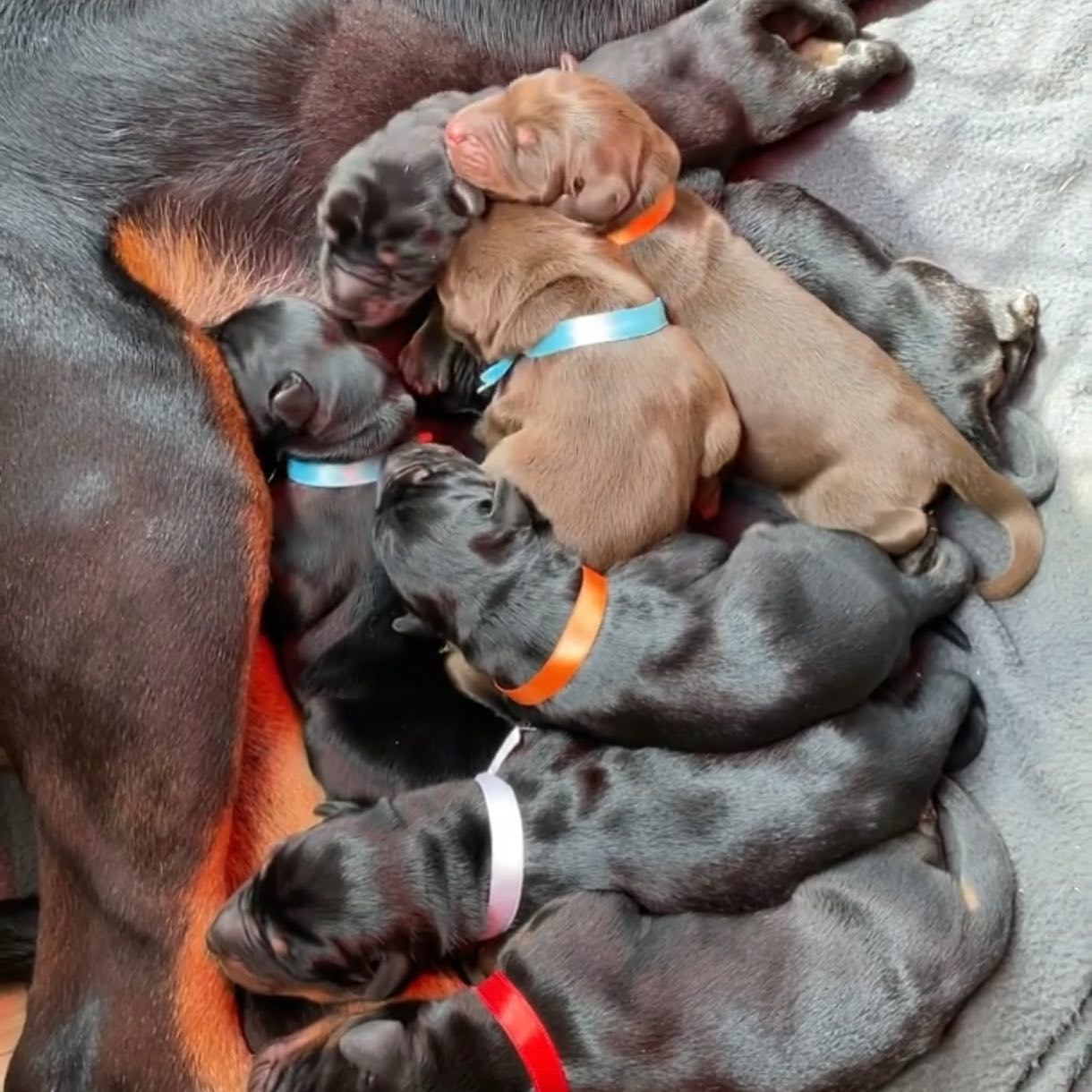 Lindje me prerje cezariane tek bushtra. – Klinika Veterinare 'Pet Care' (2)
