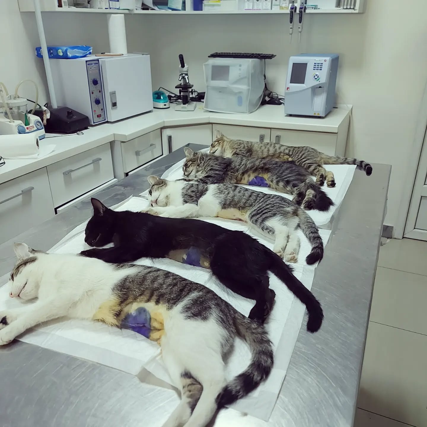 Moda nga Klinika Veterinare 'Pet Care'