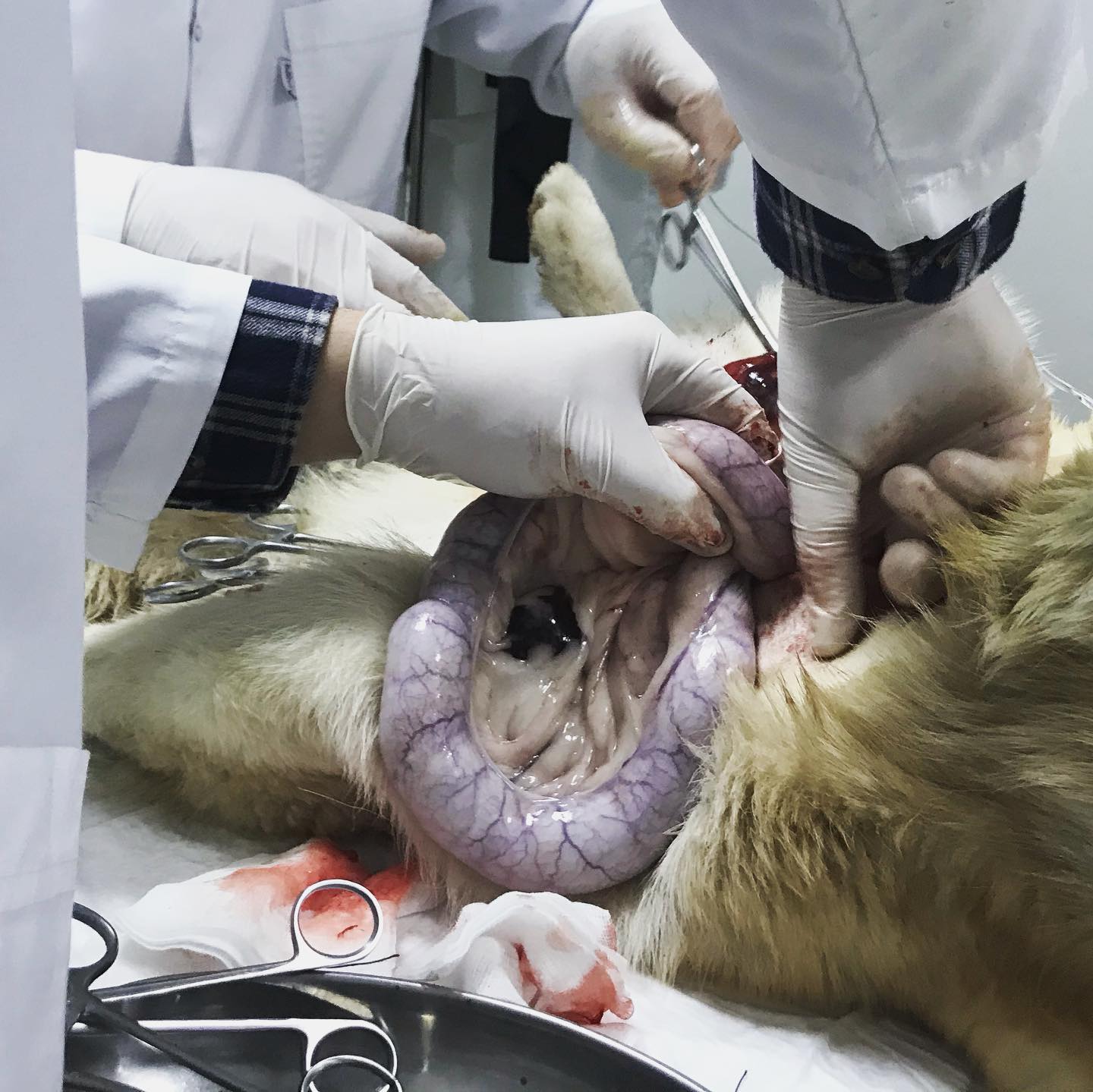 Pyometra është një infeksion sekondar që ndodh si rezultat i