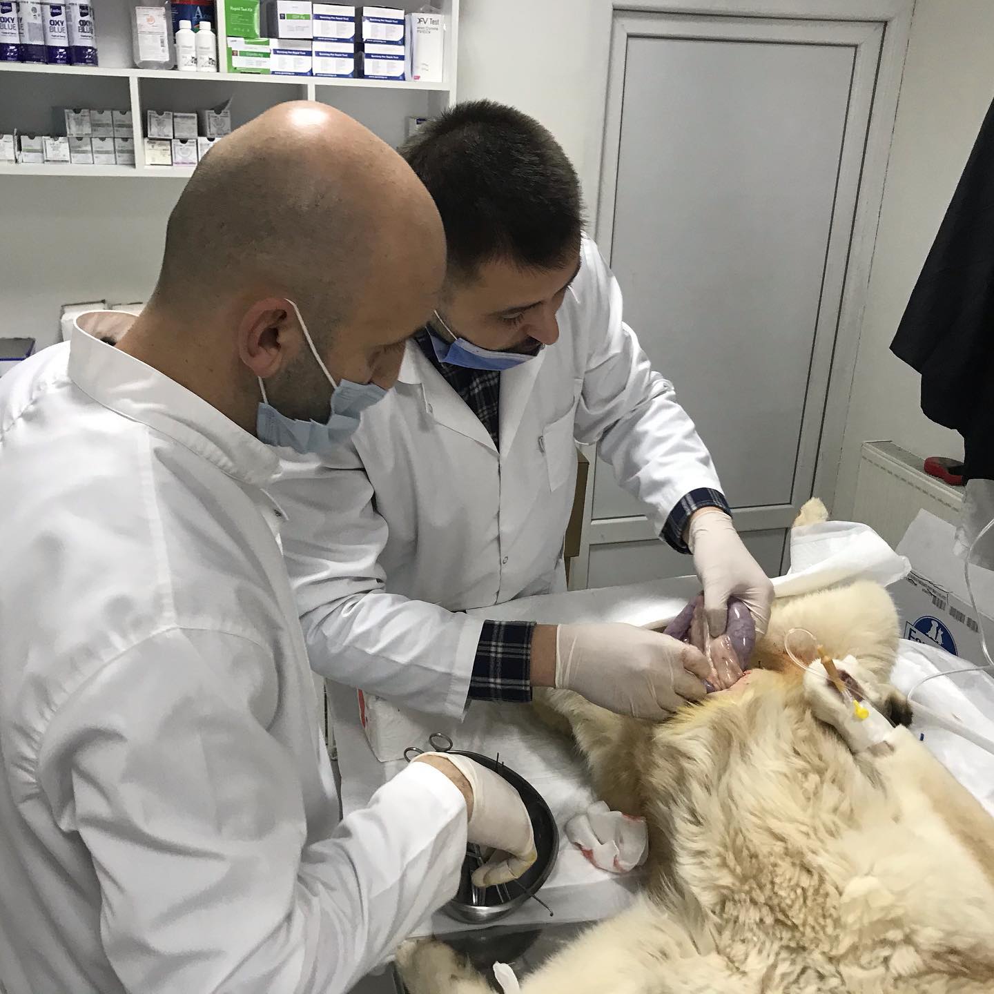 Pyometra është një infeksion sekondar që ndodh si rezultat i – Klinika Veterinare 'Pet Care' (2)