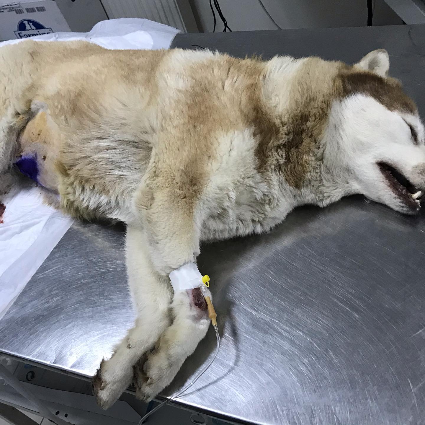 Pyometra është një infeksion sekondar që ndodh si rezultat i – Klinika Veterinare 'Pet Care' (3)