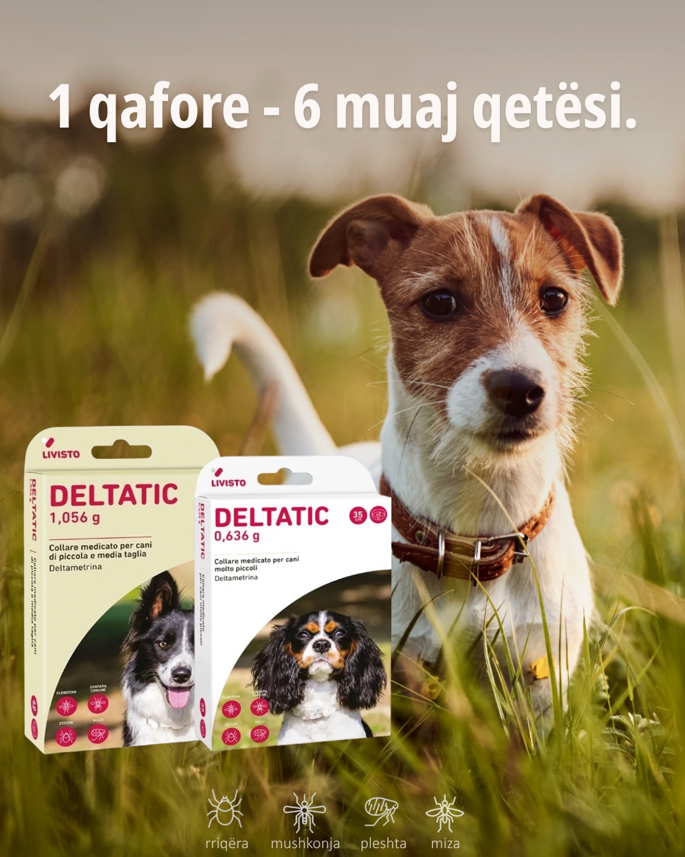 6 muaj mbrojtje me 1 qafore!