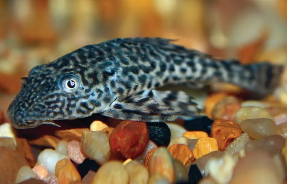 Pastruesi (Catfish)
