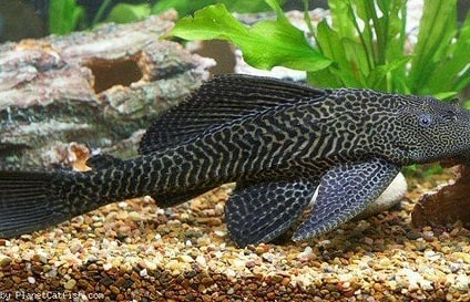 Pastruesi (Catfish) – Aquarium Fish Shop (2)