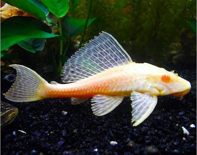 Pastruesi (Catfish) – Aquarium Fish Shop (3)