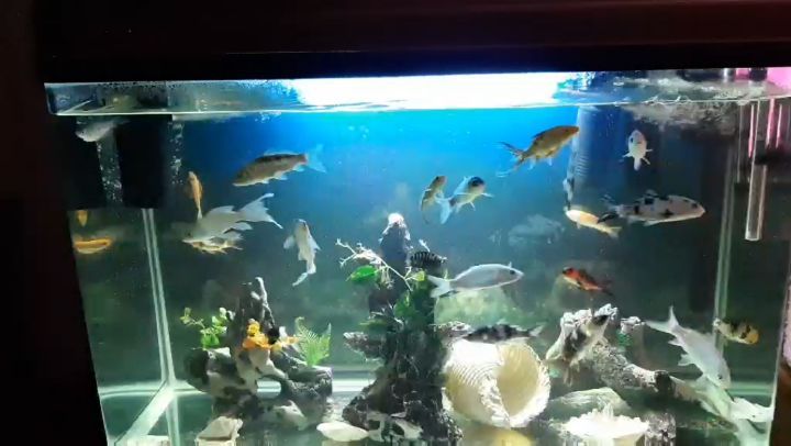 Fish are friends, not food.