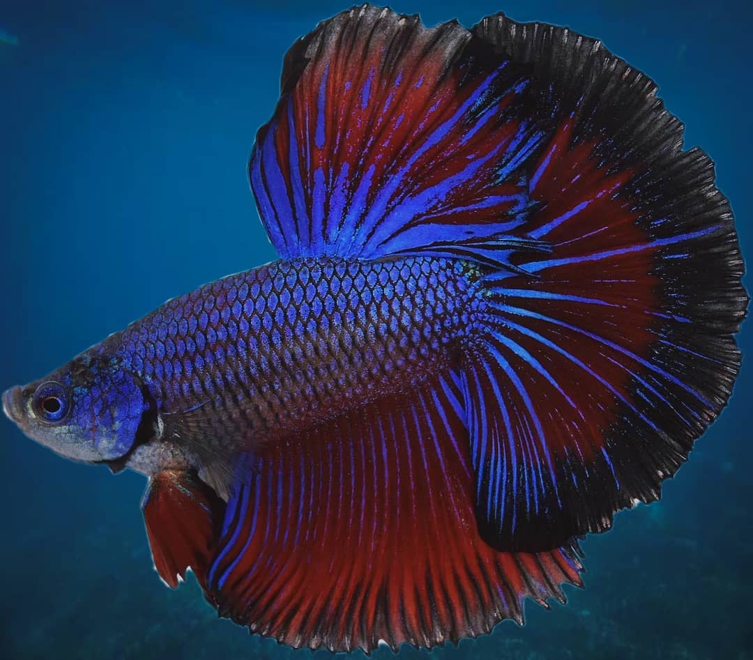 Luftëtari Siamez ( Beta Fish )