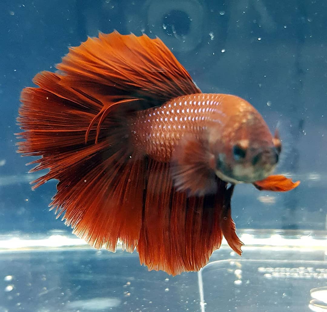 Luftëtari Siamez ( Beta Fish ) – Aquarium Fish Shop (2)
