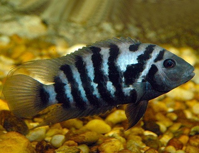 Convict Cichlid