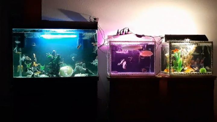Moda nga Aquarium Fish Shop