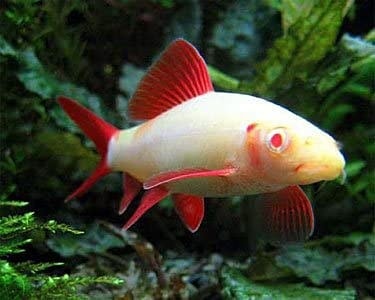Peshkaqeni Rubin