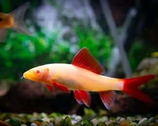 Peshkaqeni Rubin – Aquarium Fish Shop (2)