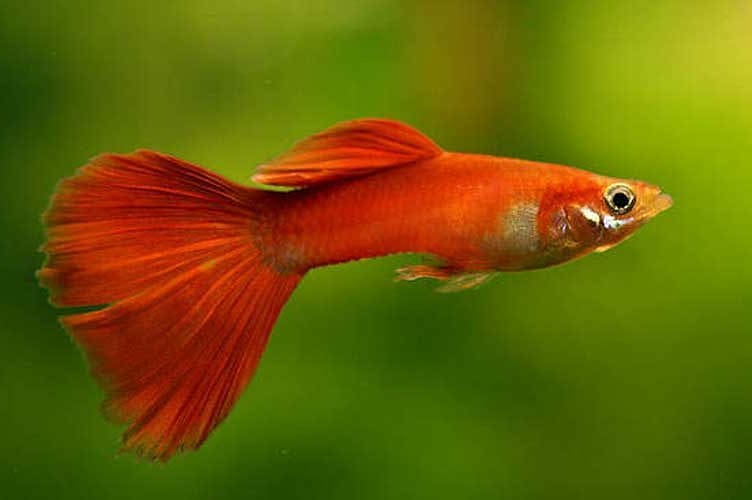 Guppy – Aquarium Fish Shop (2)
