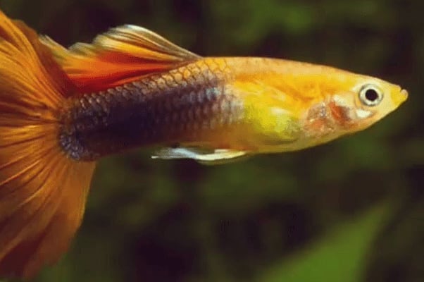 Guppy – Aquarium Fish Shop (3)
