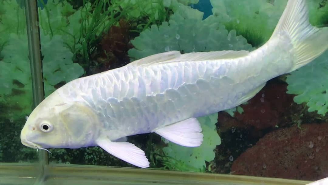 Peshku Koi