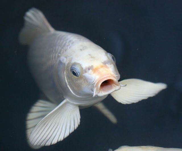 Peshku Koi – Aquarium Fish Shop (2)