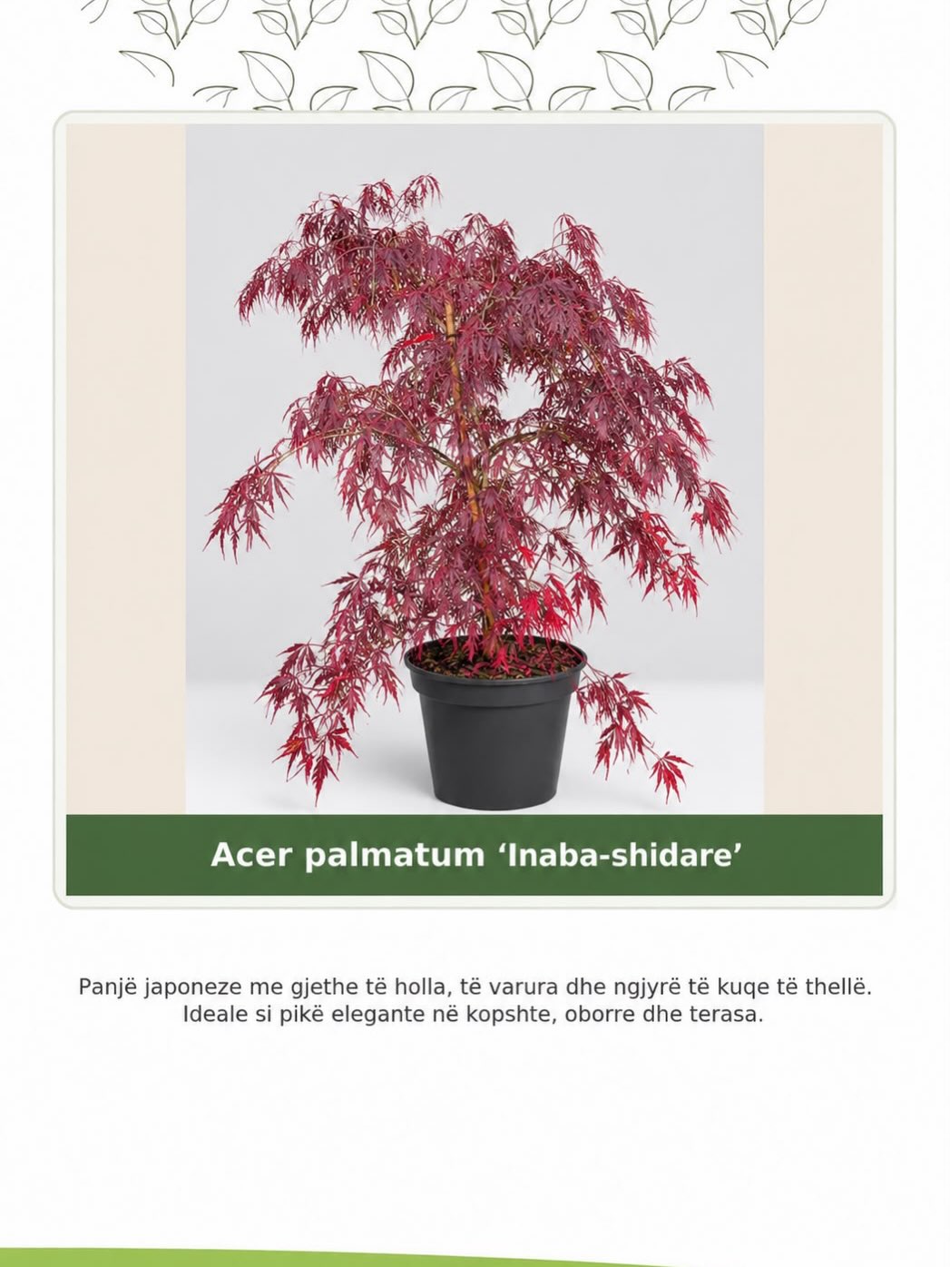 Acer – elegancë natyrore për oborrin tuaj!