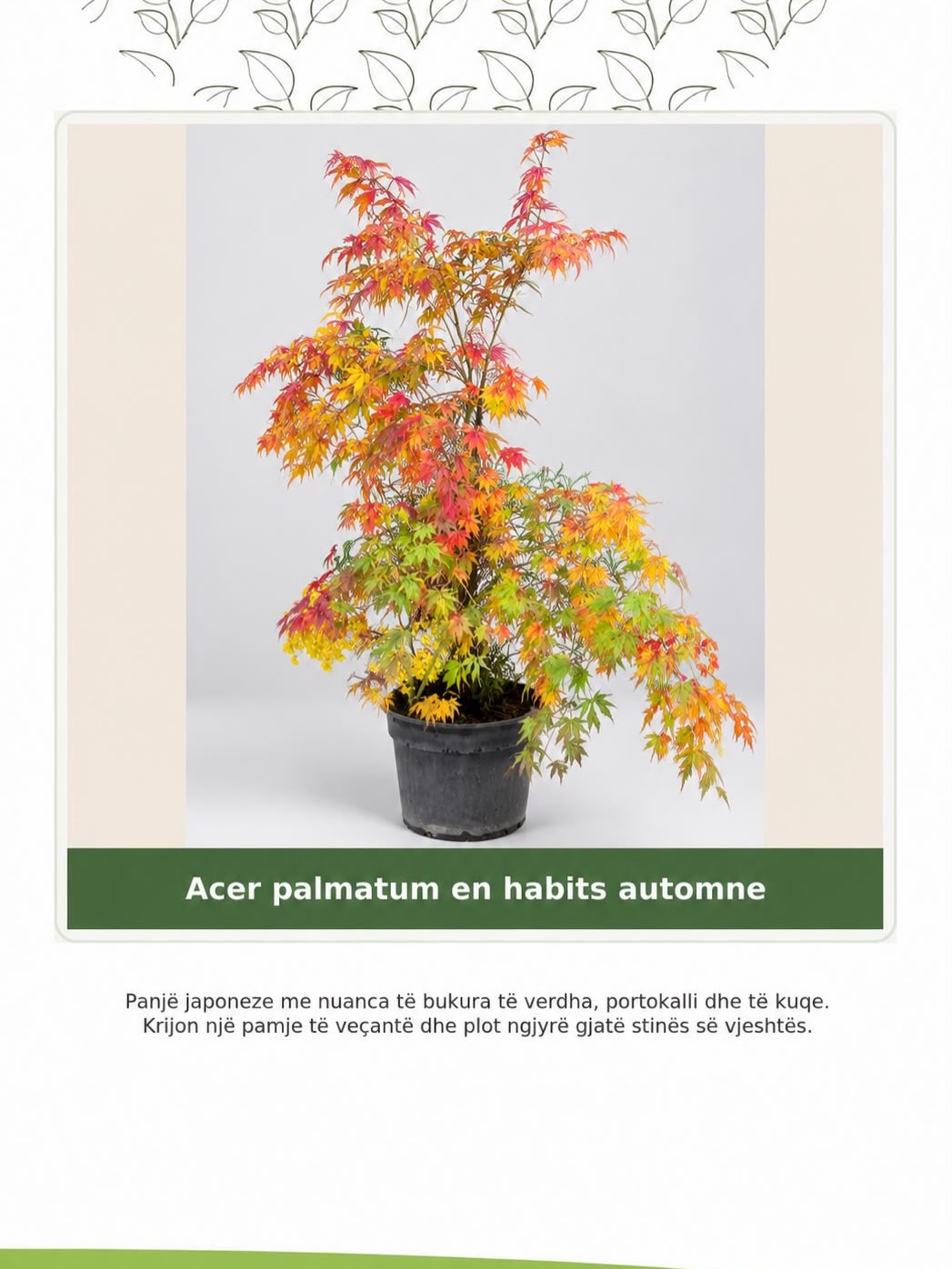 Acer – elegancë natyrore për oborrin tuaj! – lulishtja.agonisi (2)