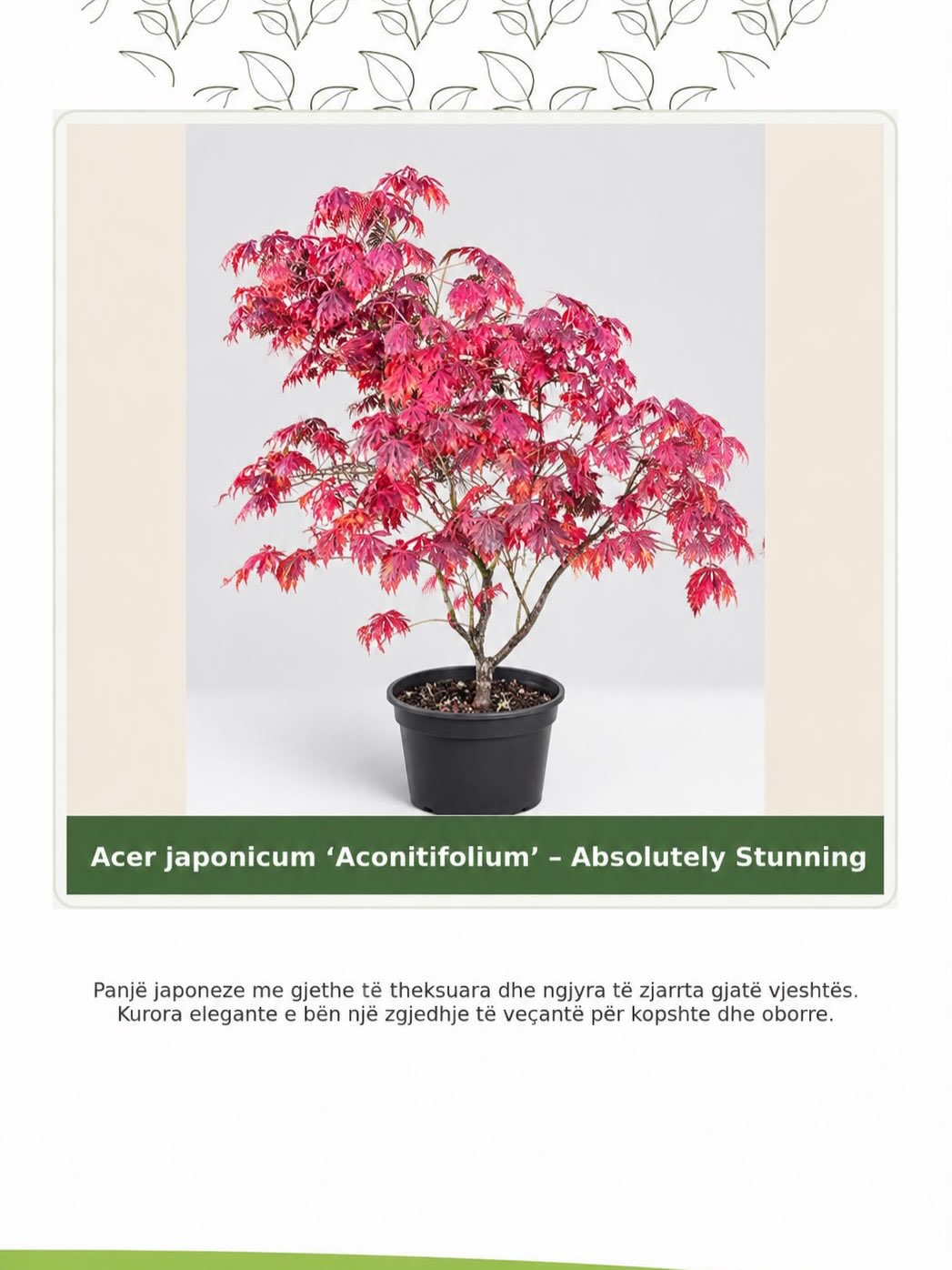 Acer – elegancë natyrore për oborrin tuaj! – lulishtja.agonisi (3)