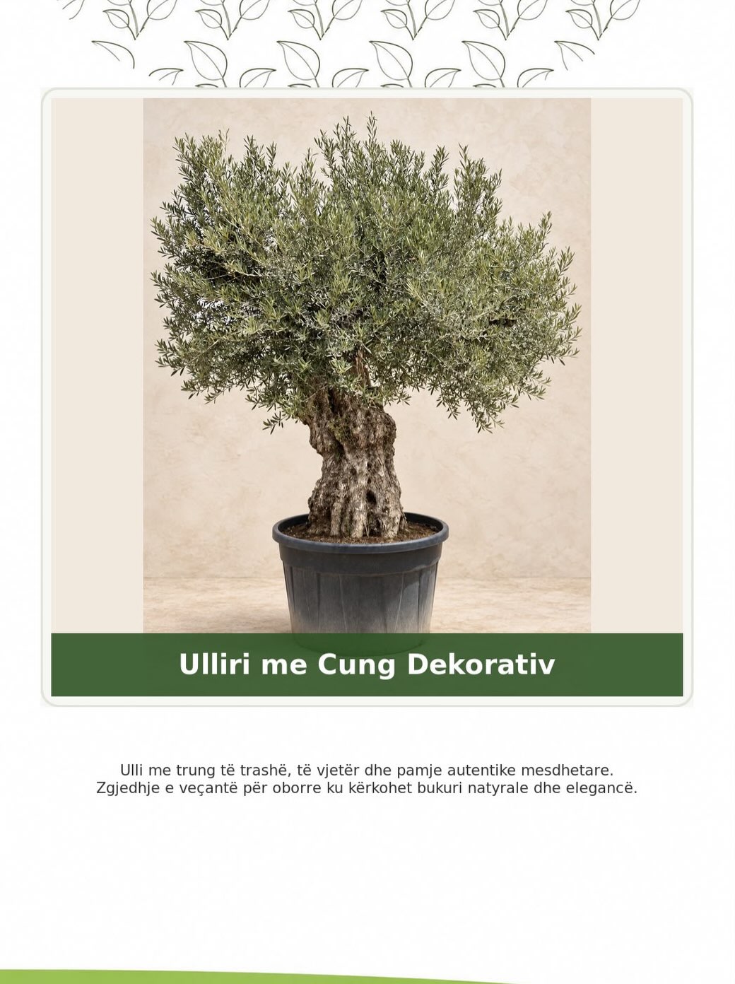 Ullinjtë sapo kanë mbërritur! – lulishtja.agonisi (2)