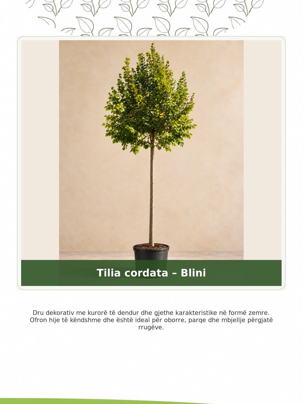 Bimë dekorative ideale për kopshte – lulishtja.agonisi (2)