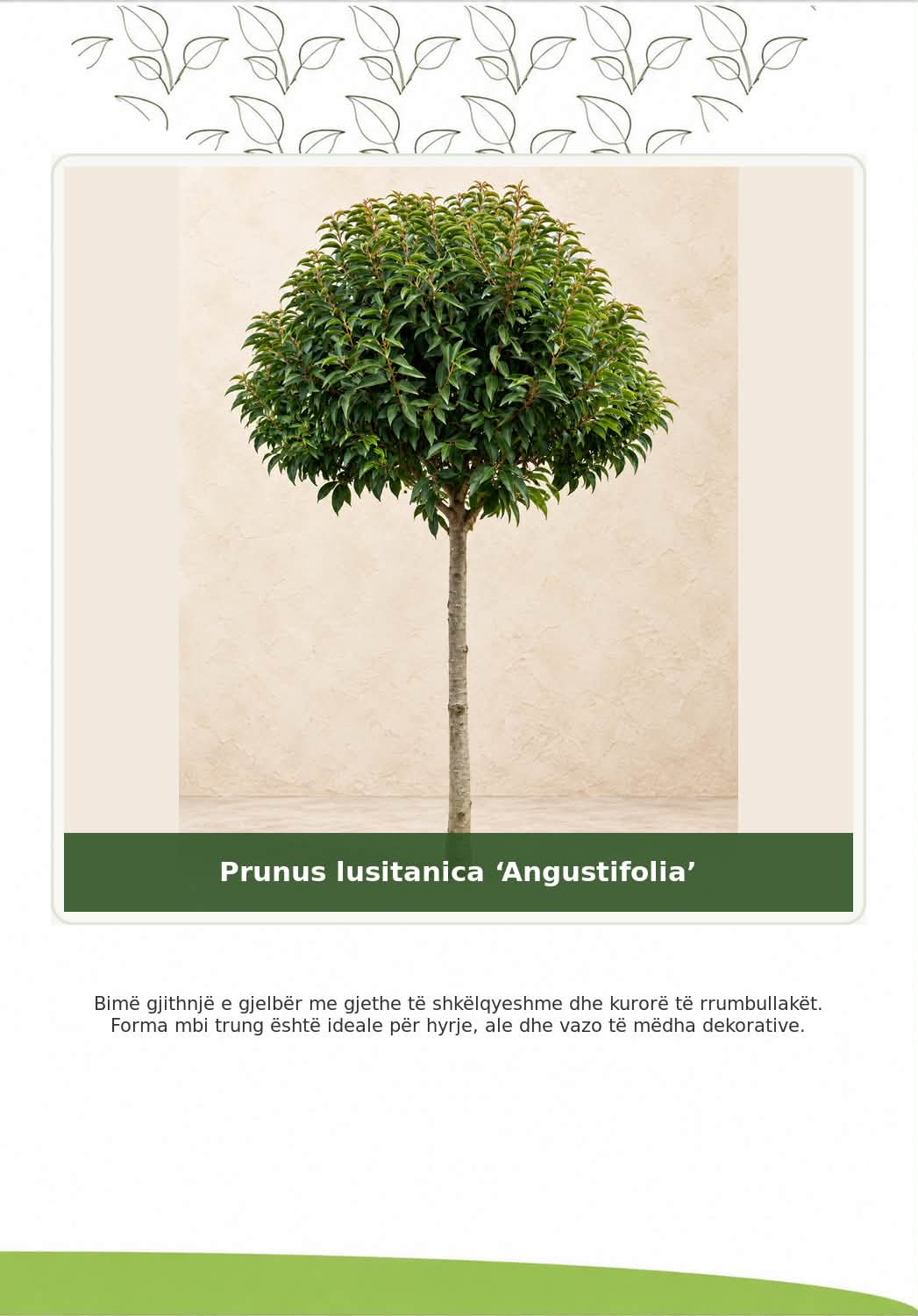 Bimët e reja kanë arritur! – lulishtja.agonisi (3)