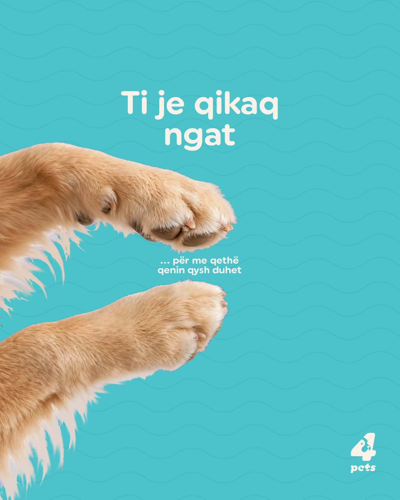 Qethje për qen me kujdes – 4pets.prishtina
