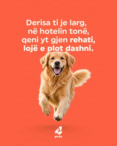 Hotel për qentë me lojë dhe kujdes