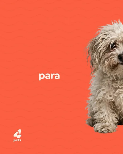 Grooming për qen para dhe pas