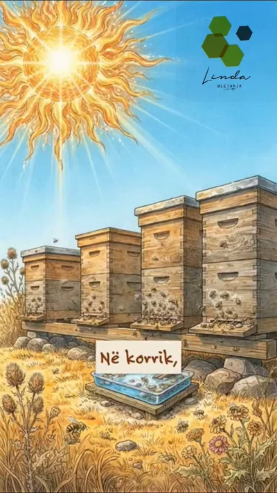 Ilustrim koshere bletësh në vapën e korrikut