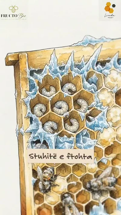 Ilustrim kornize me hoje dhe bletë në të ftohtë