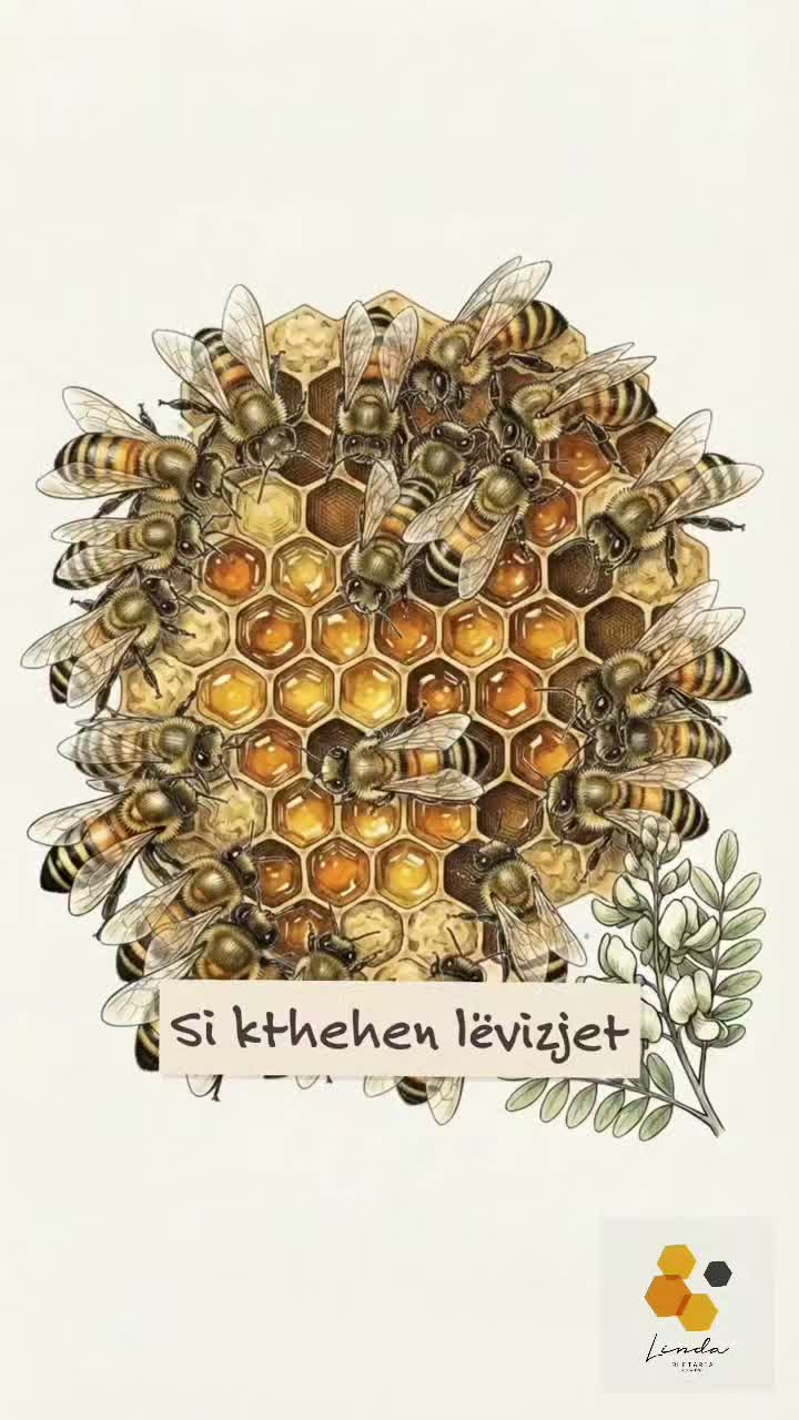 Ilustrim bletësh mbi hoje mjalti – Bletaria Linda - Ferizaj