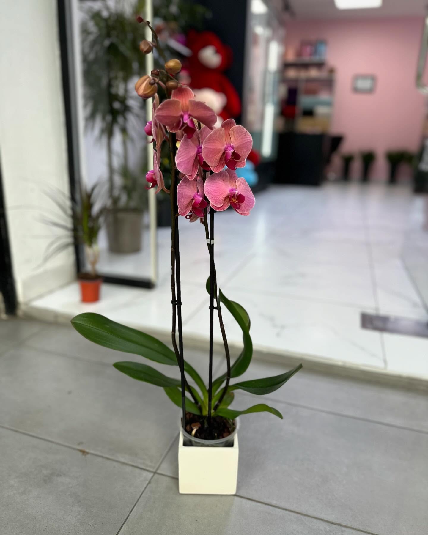 Orkide vjollcë në vazo – Botanique Flowers (2)