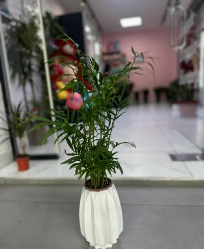 Palmë e vogël dekorative në vazo të bardhë