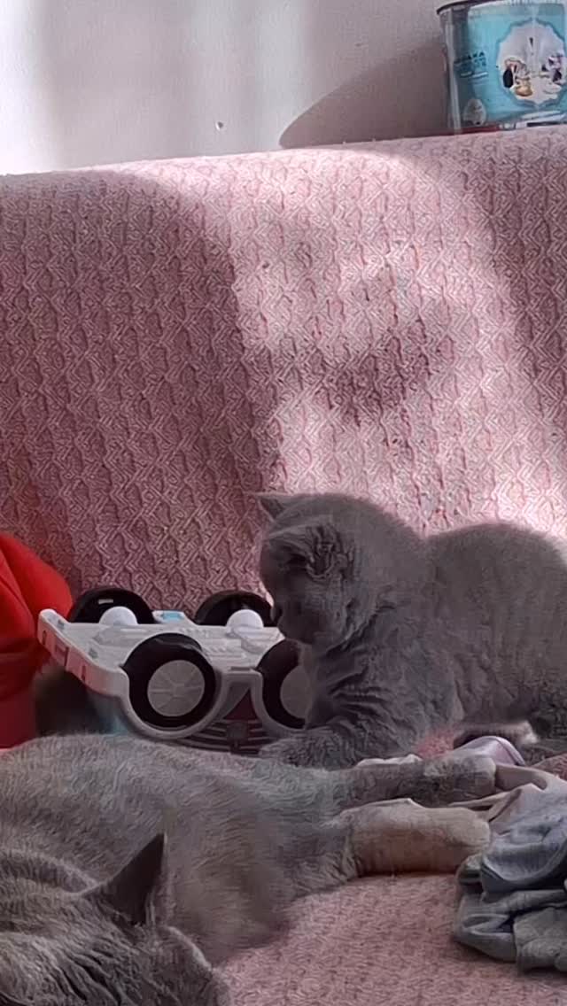 Mace British Shorthair – Dyqan Kafshesh Elif