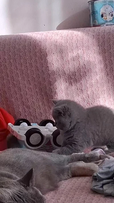 Mace British Shorthair