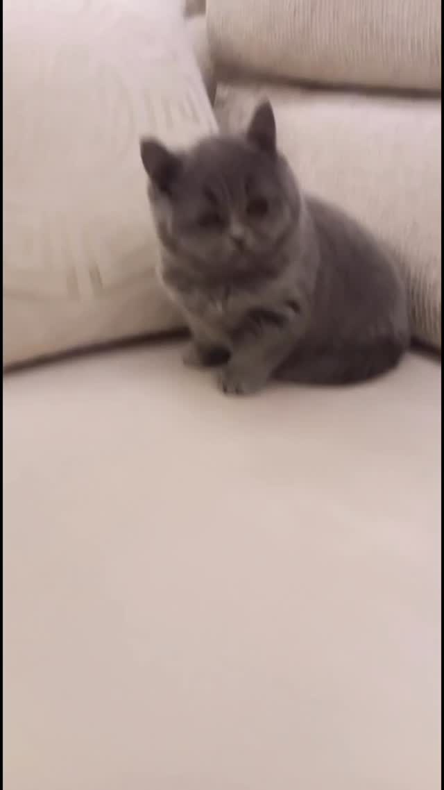 Mace British Shorthair me pedigree – Dyqan Kafshesh Elif