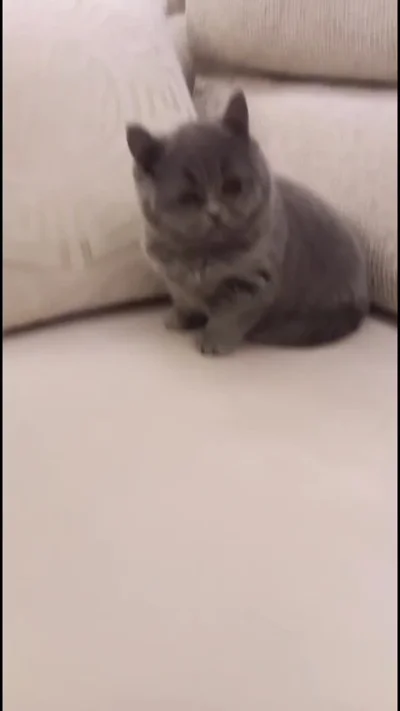 Mace British Shorthair me pedigree