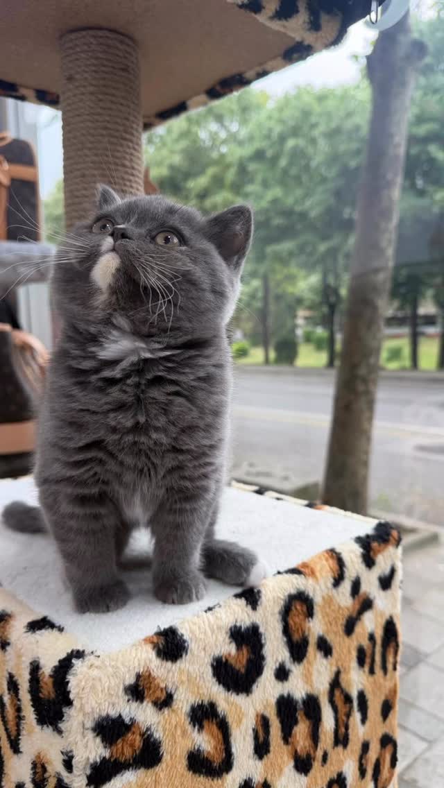 Mace British Shorthair – Dyqan Kafshesh Elif